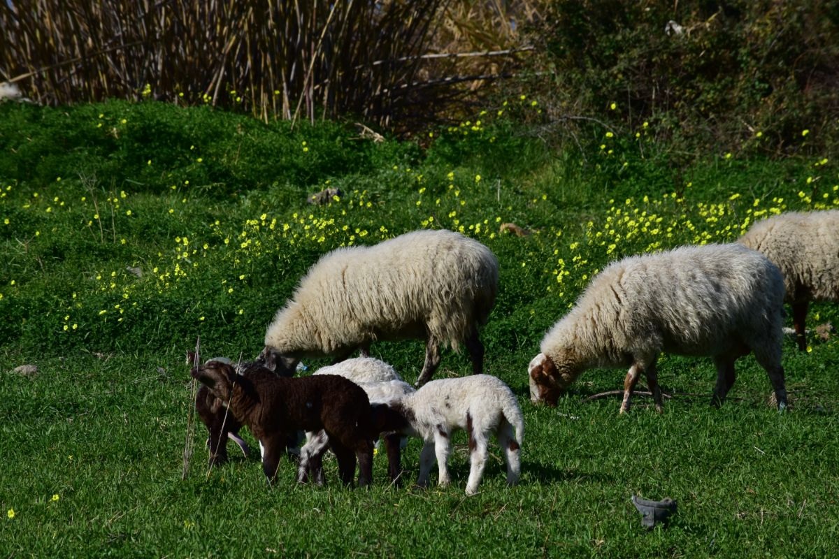 Exploring Crete's Animal Kingdom